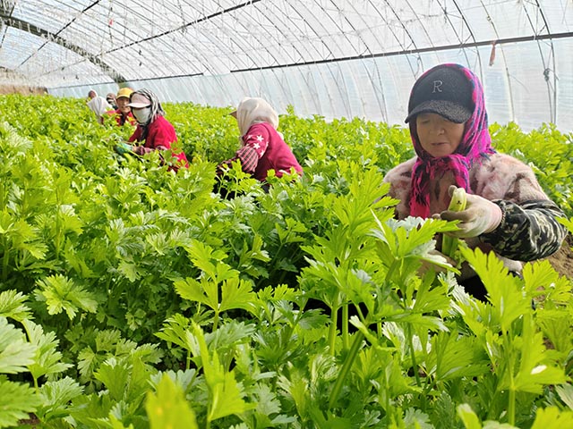 工人正在收割芹菜