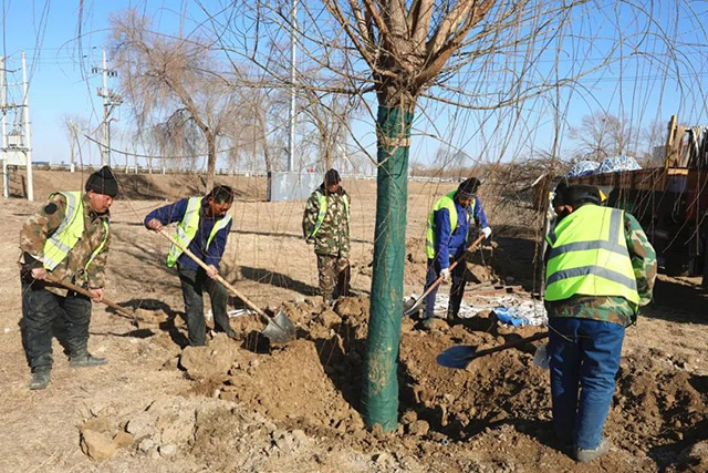 園林工人在大黑河南岸栽植樹木