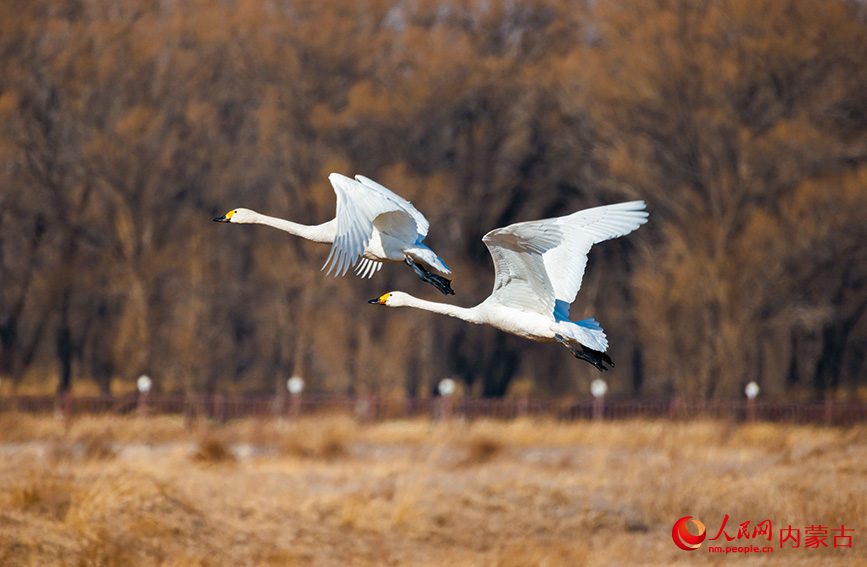 兩隻白天鵝在托克托縣黃河濕地比翼雙飛。烏力更攝