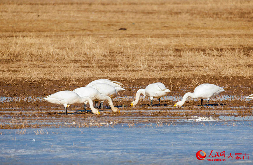 白天鵝正在托克托縣黃河濕地覓食。烏力更攝
