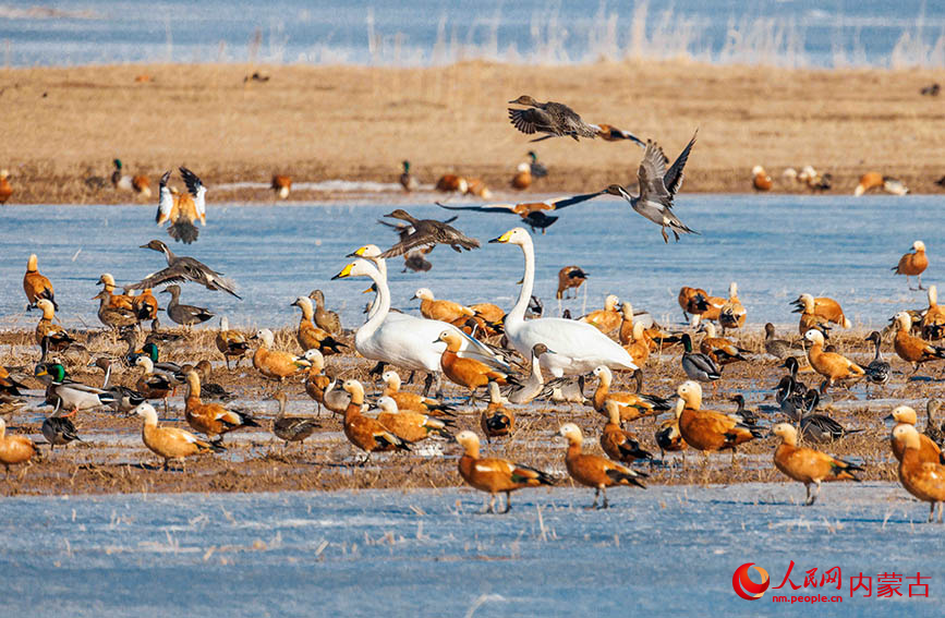 天鵝、赤麻鴨、綠頭鴨、針尾鴨等候鳥齊聚托克托縣黃河濕地，構成一幅生態畫卷。烏力更攝