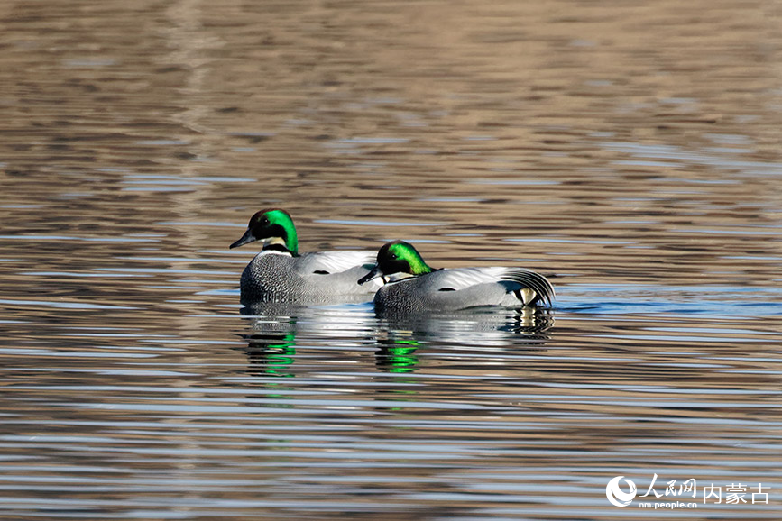 罗纹鸭在湖中觅食、嬉戏。王刚摄