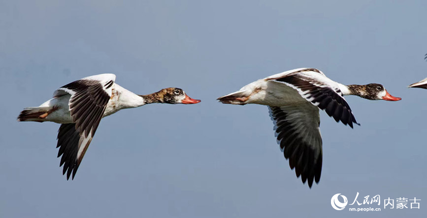 翘鼻麻鸭在空中翱翔。冯光发摄