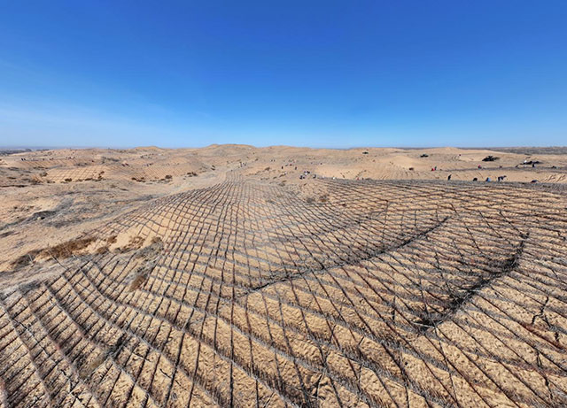 已經栽種完成的鄂托克前旗毛烏素沙地上風口阻隔帶及周邊集中連片裸露沙地防沙治沙現場。賈可攝