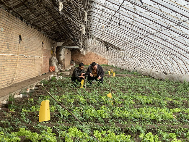 巴潤嘎查工作人員為育苗種植戶進行技術指導。白楠楠攝