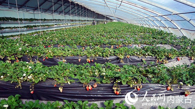 新城區的草莓大棚。人民網記者 劉藝琳攝