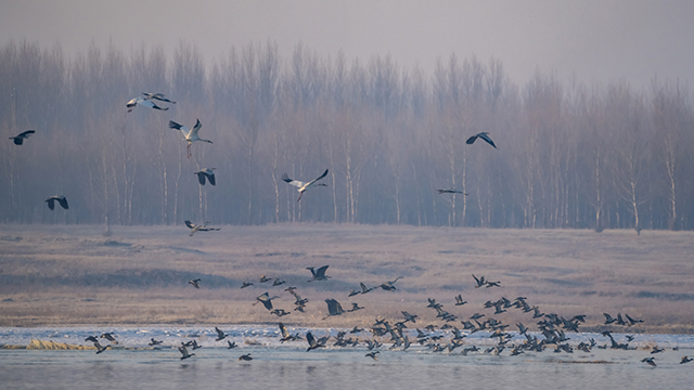 白鶴、天鵝、蒼鷺、鴻雁、赤麻鴨等十余種珍稀鳥類陸續抵達。