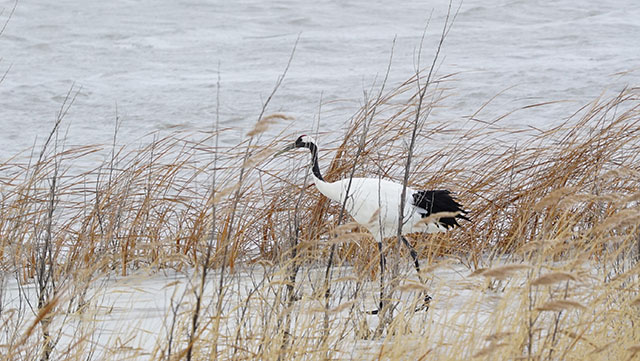 蘆葦塘中覓食的國家一級保護鳥類丹頂鶴。
