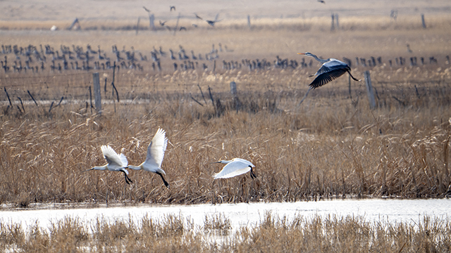 蒼鷺、白琵鷺等珍稀鳥類前來“安家落戶”。