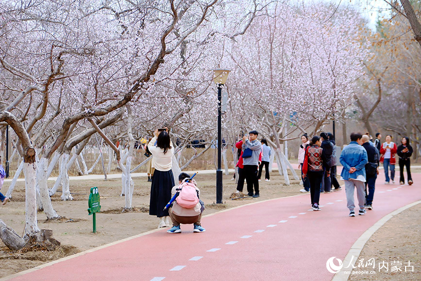 4月7日，游人在呼和浩特市公主府公園游玩賞花。人民網記者 張聿修攝