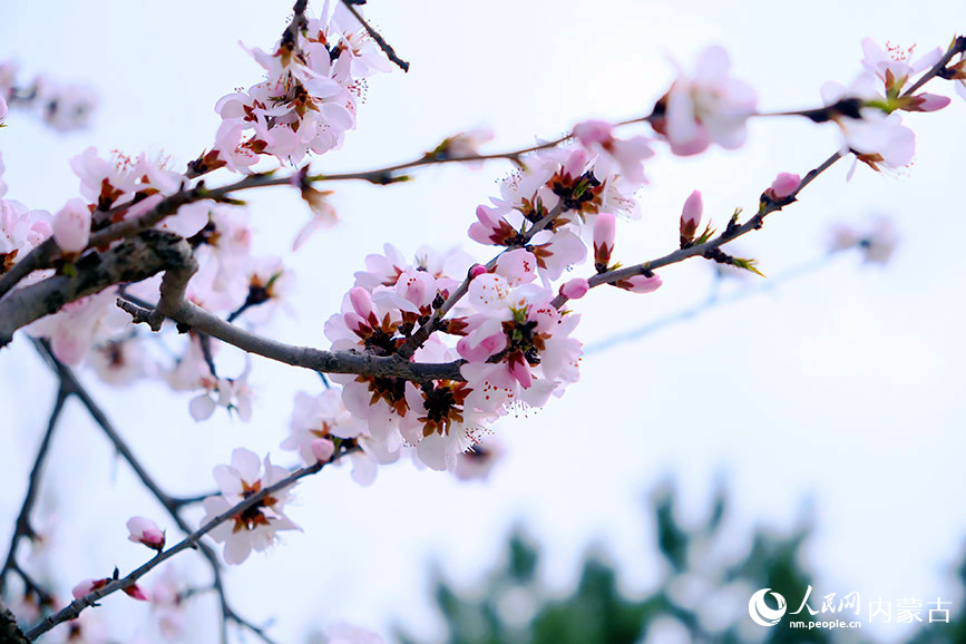 4月7日，呼和浩特市公主府公園的桃花朵朵盛開。人民網記者 張聿修攝
