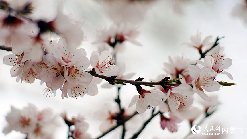 4月7日，呼和浩特市公主府公園的桃花朵朵盛開。人民網記者 張雪冬攝