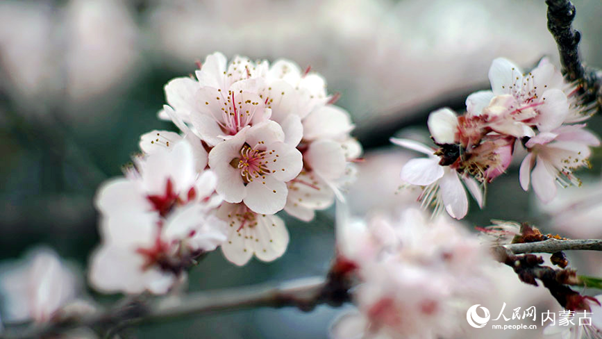 4月7日，呼和浩特市公主府公園的桃花朵朵盛開。人民網記者 張雪冬攝