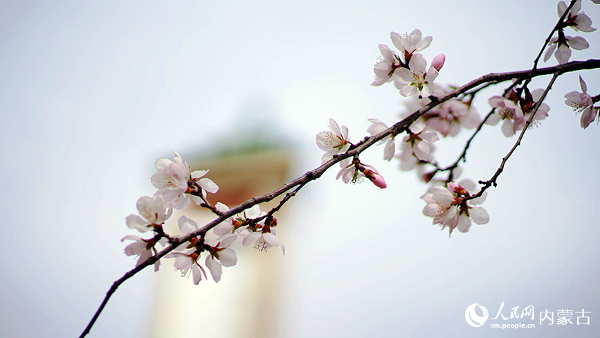 4月7日，呼和浩特市公主府公園的桃花朵朵盛開。人民網記者 張雪冬攝