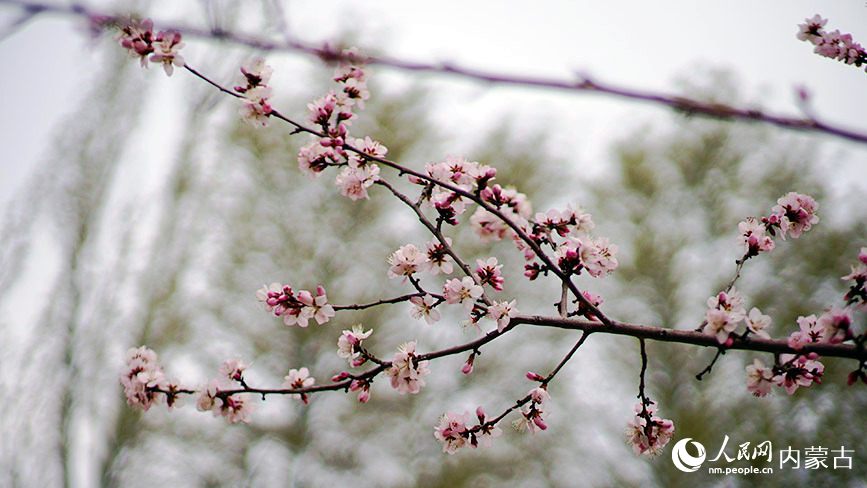 4月7日，呼和浩特市滿都海公園的桃花朵朵盛開。人民網記者 張雪冬攝