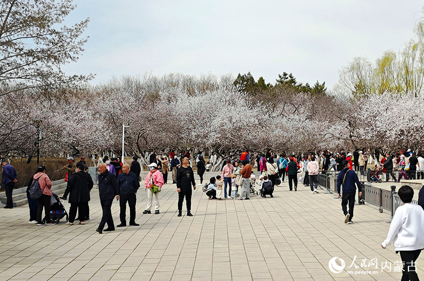 4月7日，游人在呼和浩特市公主府公园游玩赏花。人民网记者 张雪冬摄