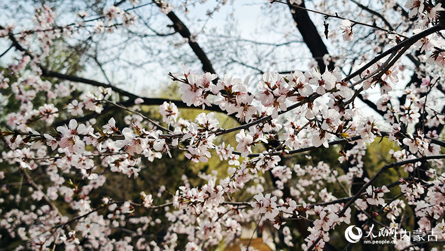 4月7日，呼和浩特市滿都海公園的桃花朵朵盛開。人民網記者 張雪冬攝