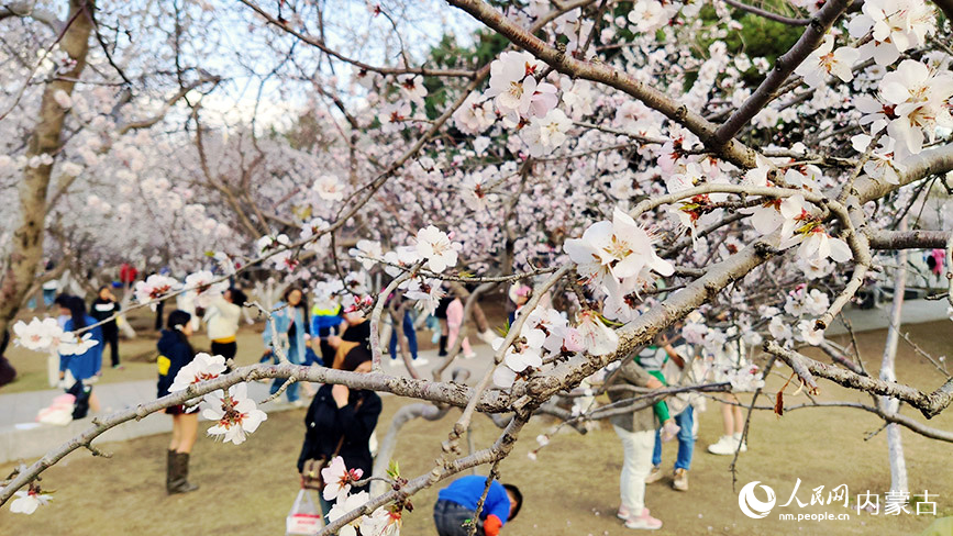 4月7日，游人在呼和浩特市公主府公園游玩賞花。人民網記者 劉澤攝