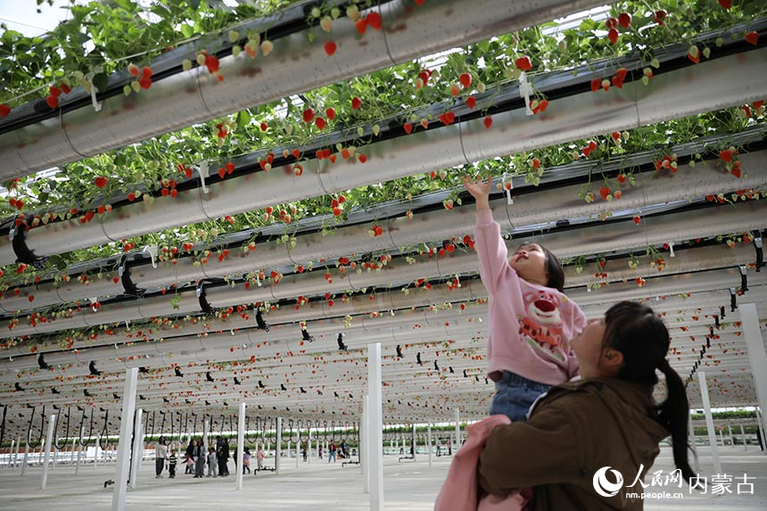 游客在空中草莓园采摘游玩。人民网记者 张雪冬摄