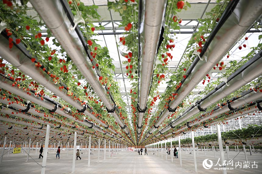空中草莓园。人民网记者 张雪冬摄