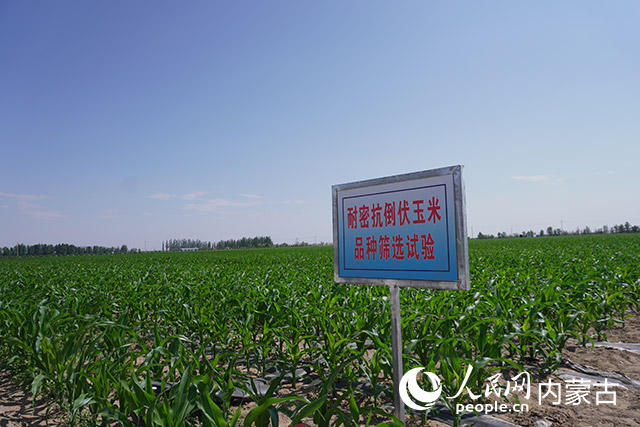 2023年6月，乌拉特前旗现代农业示范园区内的玉米田。人民网记者 寇雅楠摄