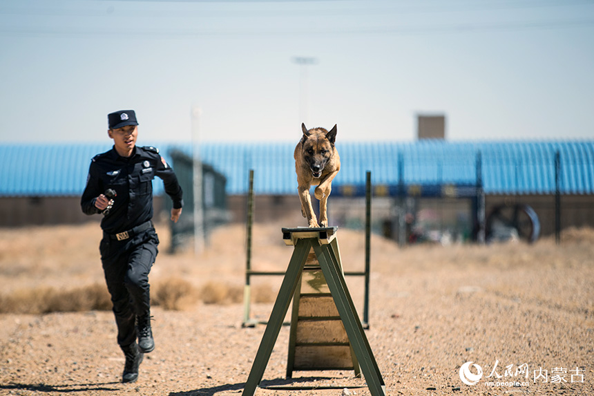 警犬訓導員組織警犬進行跨越障礙訓練。郭鵬杰攝