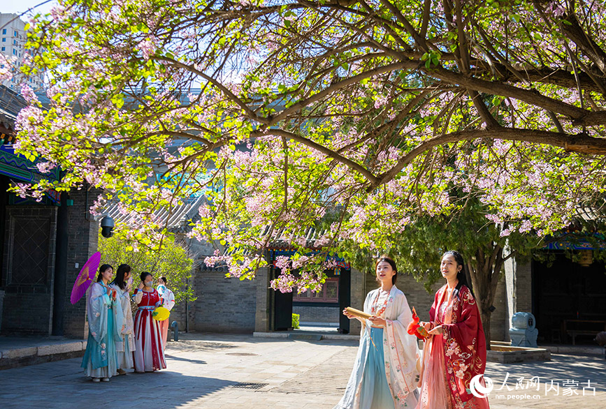 4月16日，游客在內蒙古自治區將軍衙署博物院內觀賞暴馬丁香花。據了解，這棵暴馬丁香樹樹齡達180余年-，是國家三級古樹。丁根厚攝