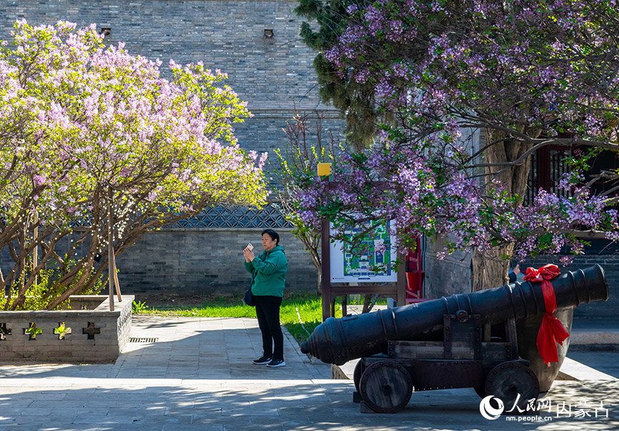 4月16日，游客在内蒙古自治区将军衙署博物院内观赏拍摄盛开的丁香花。丁根厚摄