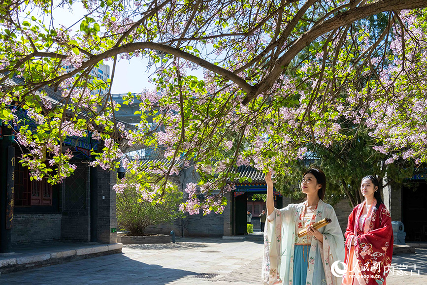 4月16日，游客在内蒙古自治区将军衙署博物院内观赏暴马丁香花。据了解，这棵暴马丁香树树龄达180余年-，是国家三级古树。丁根厚摄