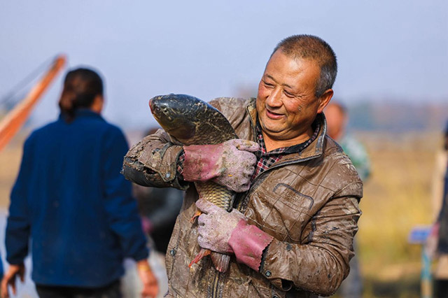 托克托县渔业养殖户展示黄河大鲤鱼。乌力更摄