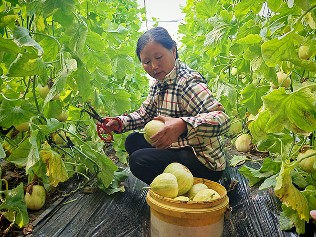 种植户正在采摘成熟的香瓜。包婷婷摄