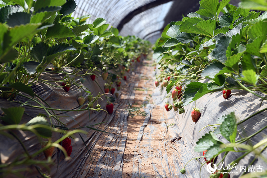大棚里种植的草莓。人民网记者 张雪冬摄