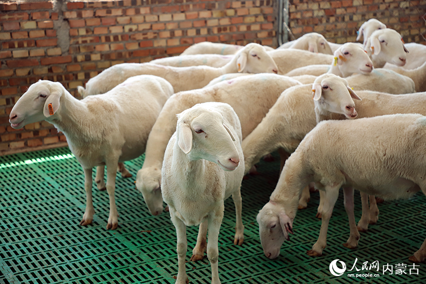 现代智慧阳光畜牧羊舍里饲养的湖羊。人民网记者 苗阳摄
