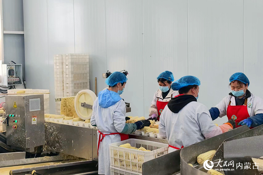 玉米加工厂内，工人正在加紧生产。人民网记者 赵梦月摄