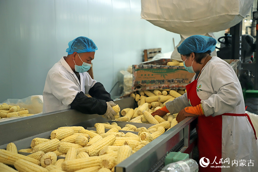 玉米加工场内，工人正在加紧生产。人民网记者 苗阳摄
