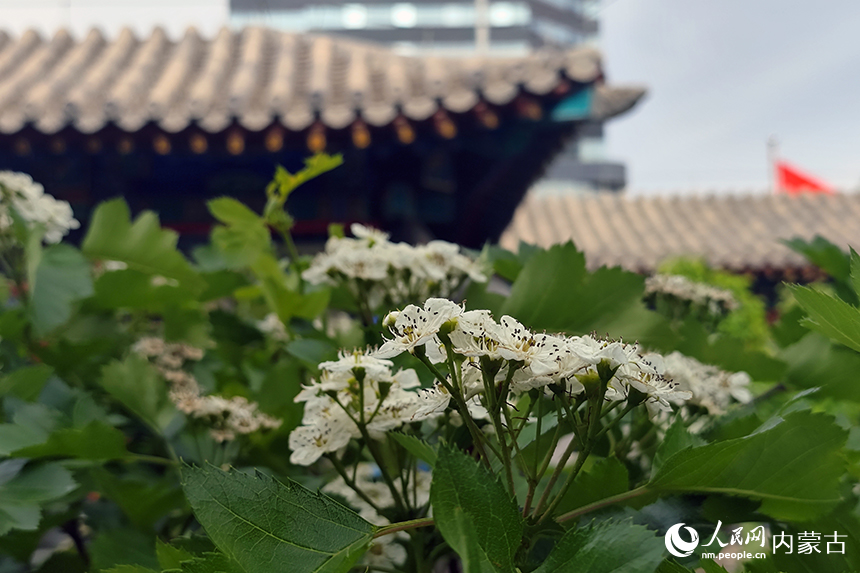 花开“漠南第一府”。人民网记者 赵梦月摄