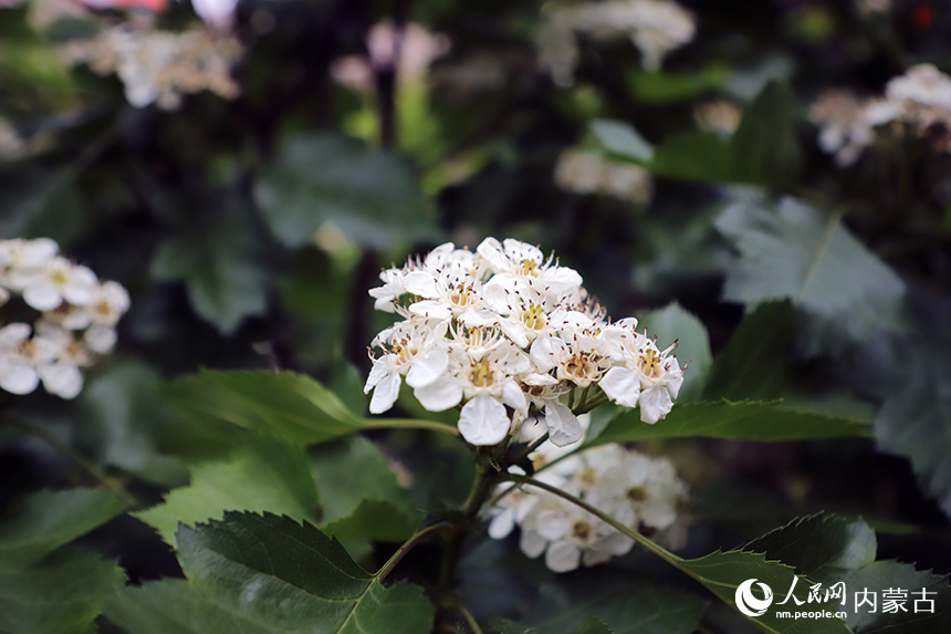 芬芳的花香扑鼻而来。人民网记者 苗阳摄