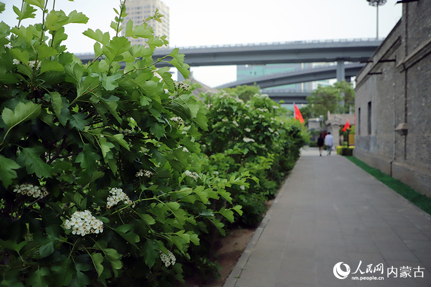 花开“漠南第一府”。人民网记者 苗阳摄