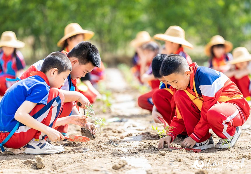 呼和浩特市玉泉區百什戶小學學生在“校園農場”內栽種西紅柿秧苗。丁根厚攝