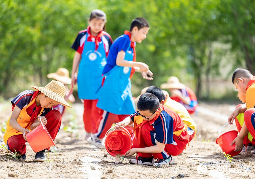 呼和浩特市玉泉区百什户小学学生在“校园农场”内给刚刚栽种的西红柿苗浇水。丁根厚摄