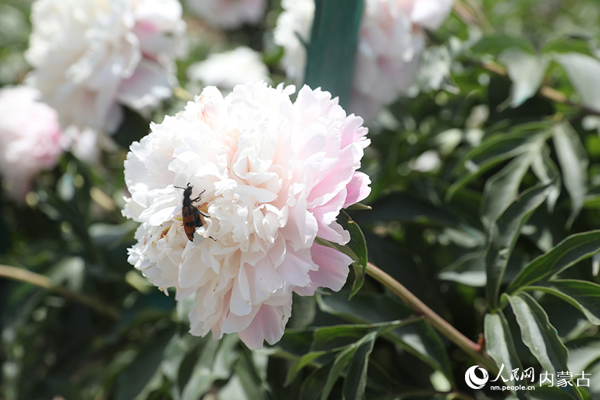 芍药花盛开。人民网记者 齐浩男摄