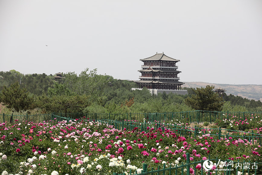 和林格尔南山旅游景区芍药花盛开。人民网记者 齐浩男摄