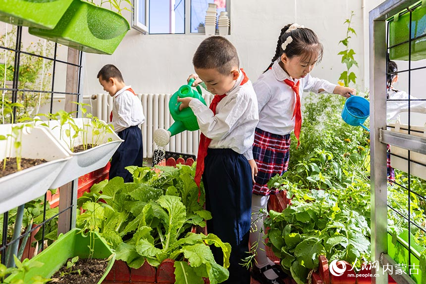 呼和浩特市玉泉区西菜园小学学生在校园农场体验给蔬菜浇水。丁根厚摄