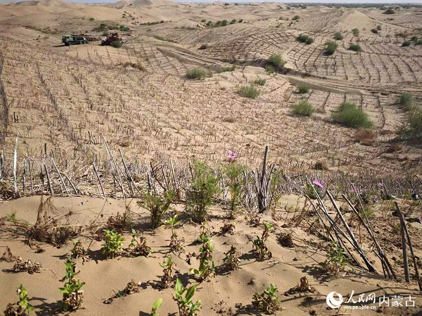 杭锦旗库布其沙漠北缘锁边林带沙化土地综合治理项目现场。人民网记者 刘艺琳摄