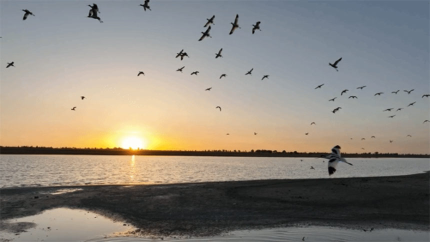 反嘴鹬在察汗淖尔湖飞翔。哈斯鲁摄