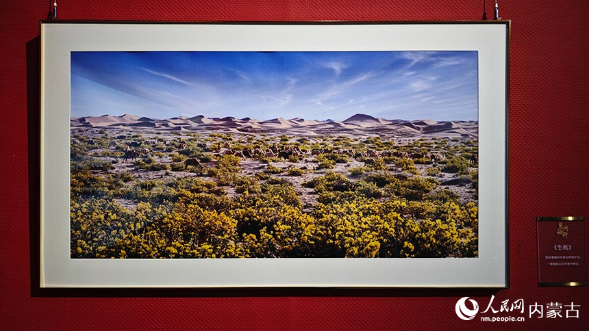 摄影作品《生机》。人民网记者 张雪冬摄