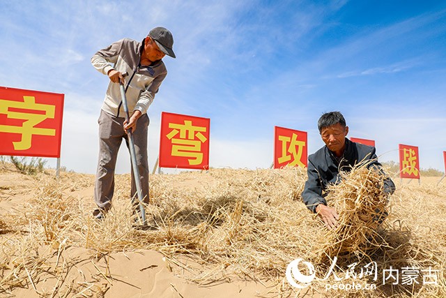 工人正在巴彦淖尔市磴口县黄河岸线流沙治理项目区扎设草方格沙障。牛天甲摄