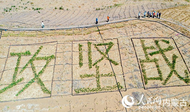 杭锦旗库布齐沙漠北缘锁边林带沙化土地综合治理项目现场。牛天甲摄