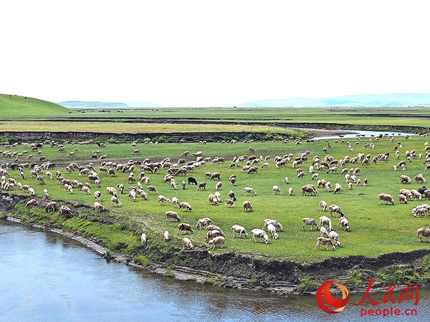 莫尔格勒河旁牛羊成群。人民网记者 苗阳摄