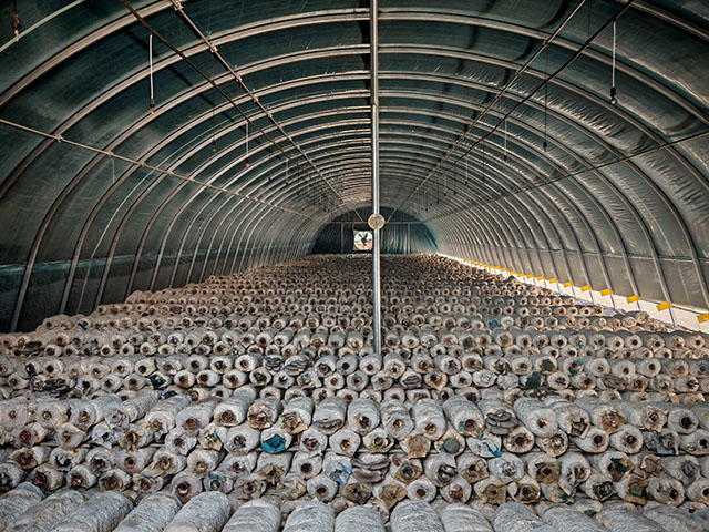 敖包苏木大喇嘛套布嘎查的蘑菇大棚。包婷婷摄